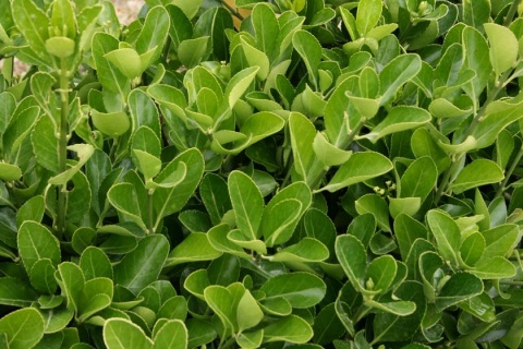 umz 5